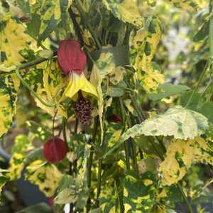 ABUTILON megapotanicum 'Variegatum'