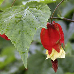 ABUTILON megapotamicum