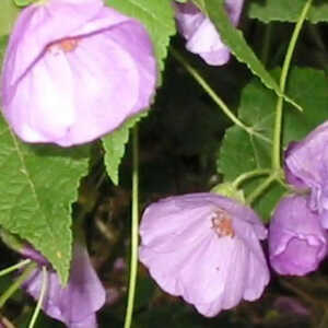 ABUTILON x suntense