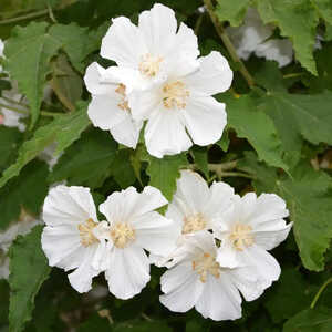 ABUTILON vitifolium 'Album'