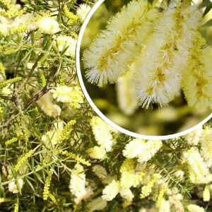 ACACIA verticillata