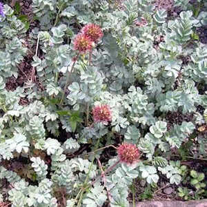 ACAENA 'Blue Haze'