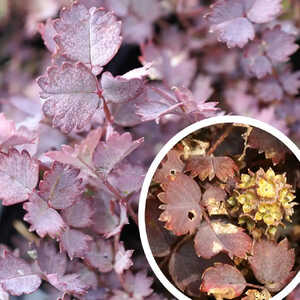 ACAENA inermis 'Purpurea'