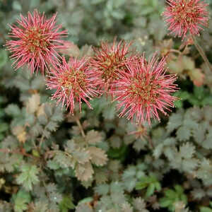 ACAENA novae-zelandiae