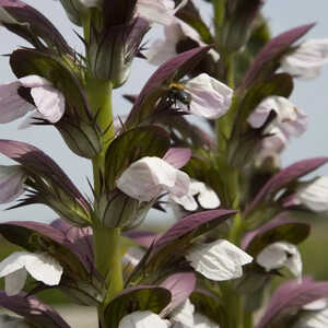 ACANTHUS hungaricus 'White Lips'