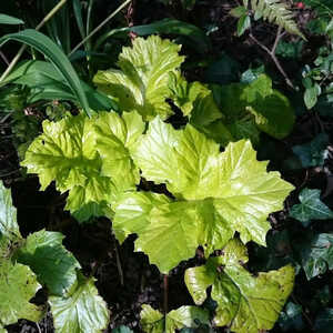 ACANTHUS mollis 'Hollard's Gold'