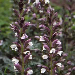 ACANTHUS spinosus