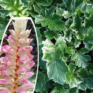 ACANTHUS 'Whitewater'�