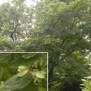 ACER campestre 'Elsrijk'