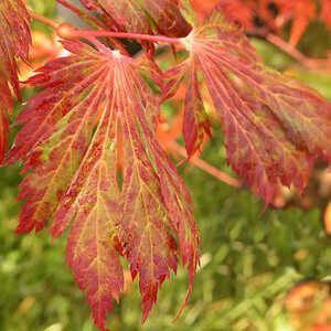 ACER japonicum 'Aconitifolium'