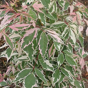 ACER negundo 'Flamingo'