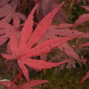 ACER palmatum 'Bloodgood'