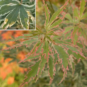 ACER palmatum 'Butterfly'