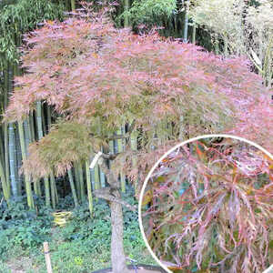 ACER palmatum ‘Crimson Queen’