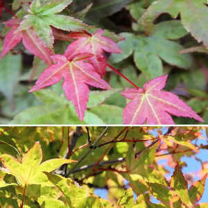 ACER palmatum 'Deshôjô'