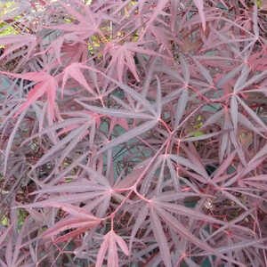 ACER palmatum 'Enkan'