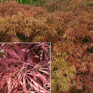 ACER palmatum 'Garnet'