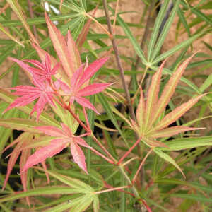 ACER palmatum 'Linearilobum'