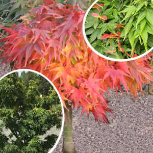 ACER palmatum 'Mikawa-yatsubusa'