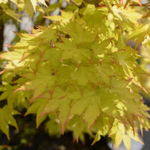 ACER palmatum 'Orange Dream'