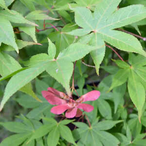 ACER palmatum '�sakazuki'