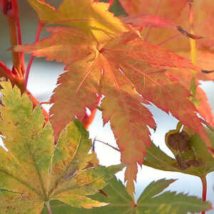 ACER palmatum 'Senkaki'