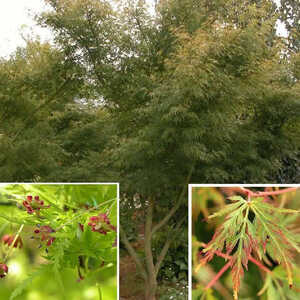 ACER palmatum 'Seiryû'