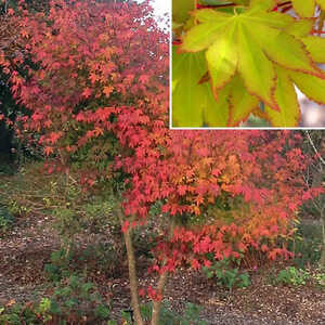 ACER palmatum