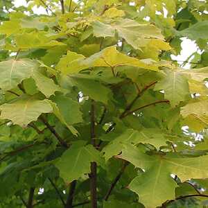 ACER platanoides 'Prigo' ('Princeton Gold')