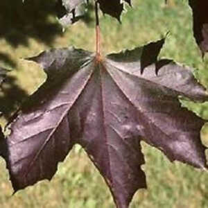 ACER platanoides 'Royal Red'