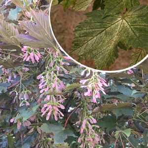 ACER pseudoplatanus 'Brillantissimum'