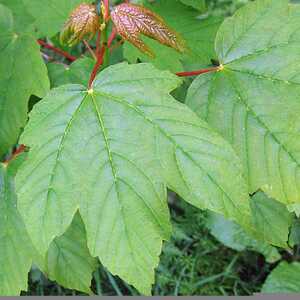 ACER pseudoplatanus