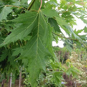 ACER saccharinum 'Laciniatum Wieri'