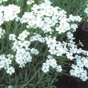 ACHILLEA ageratifolia