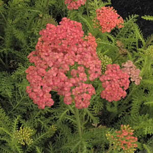 ACHILLEA 'Apricot Delight'