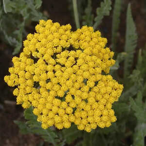 ACHILLEA 'Coronation Gold'