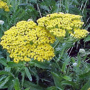 ACHILLEA filipendulina 'Parker's Variety'