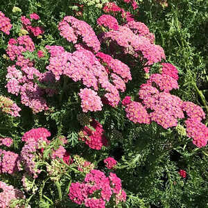 ACHILLEA millefolium 'New Vintage Rose'