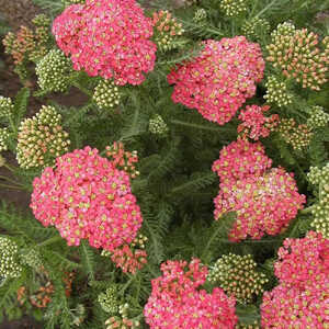 ACHILLEA millefolium 'Wesersandstein'