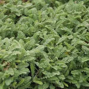 ACHILLEA odorata