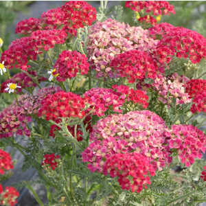 ACHILLEA 'Pomegranate'