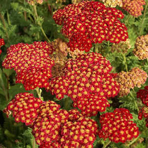 ACHILLEA 'Strawberry Seduction'