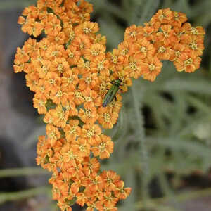 ACHILLEA 'Terracotta'