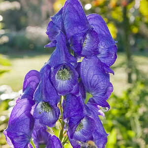 ACONITUM carmichaelii 'Arendsii'