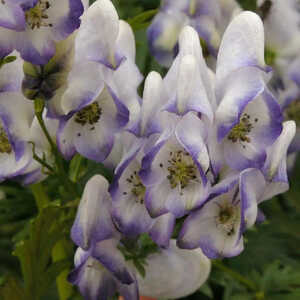 ACONITUM x cammarum 'Bicolor'