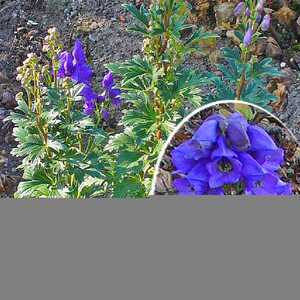 ACONITUM carmichaelii var. wilsonii