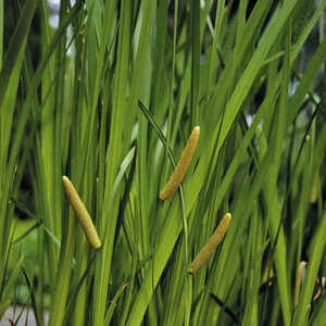 ACORUS calamus