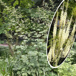 ACTAEA dahurica (Cimicifuga)