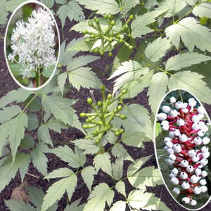 ACTAEA pachypoda 'Misty Blue'