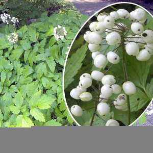 ACTAEA pachypoda (alba)